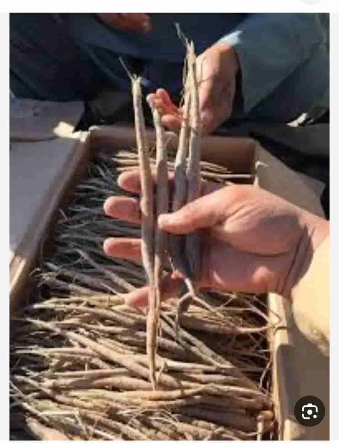 قیمت گیاهان دارویی